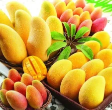 african-mango-seed-extract-476-2.webp